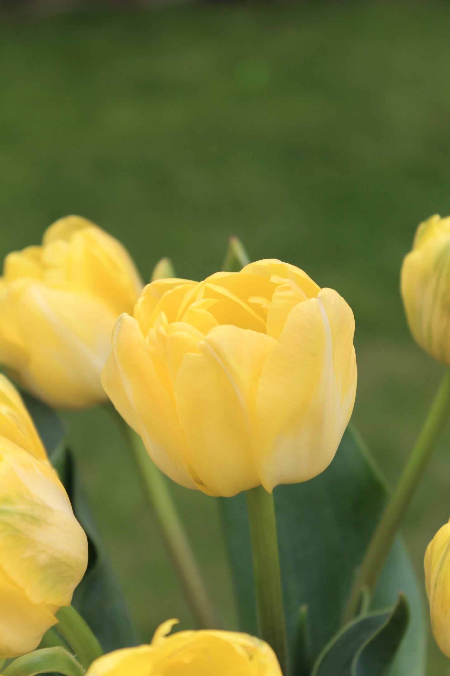 Tulip Symbiose Pastel