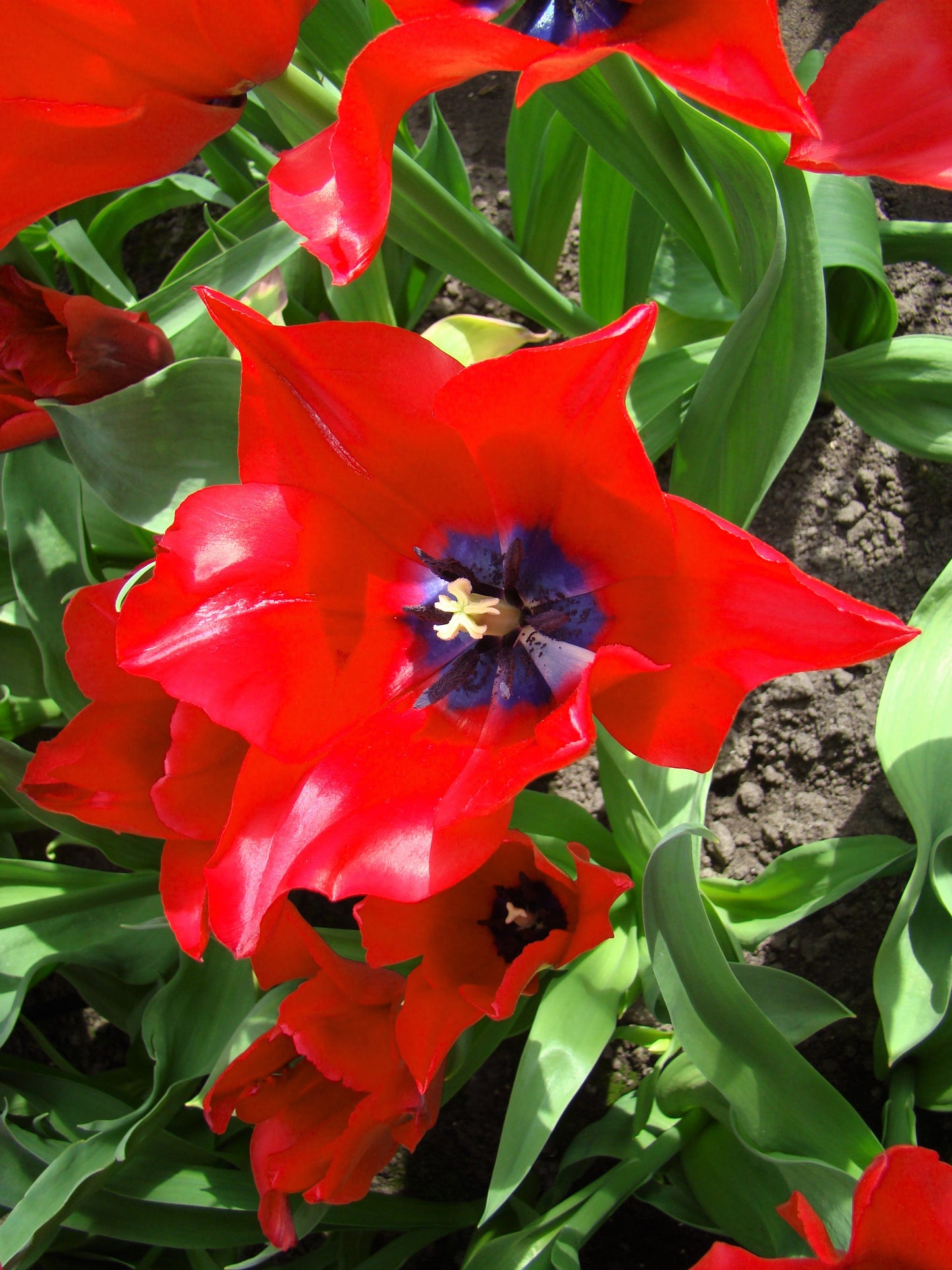 Tulip Red Lightning Blue