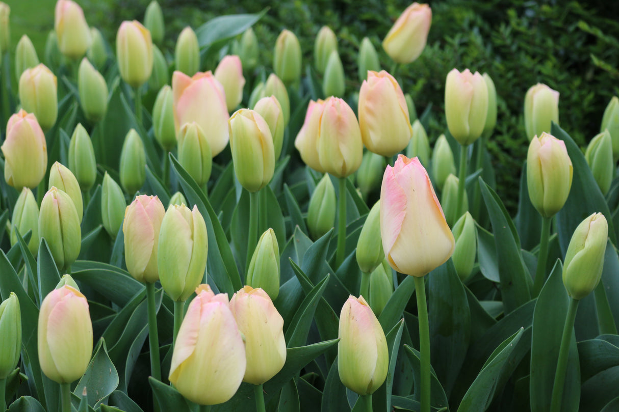 Tulip Jade Maiden