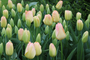 Tulip Jade Maiden