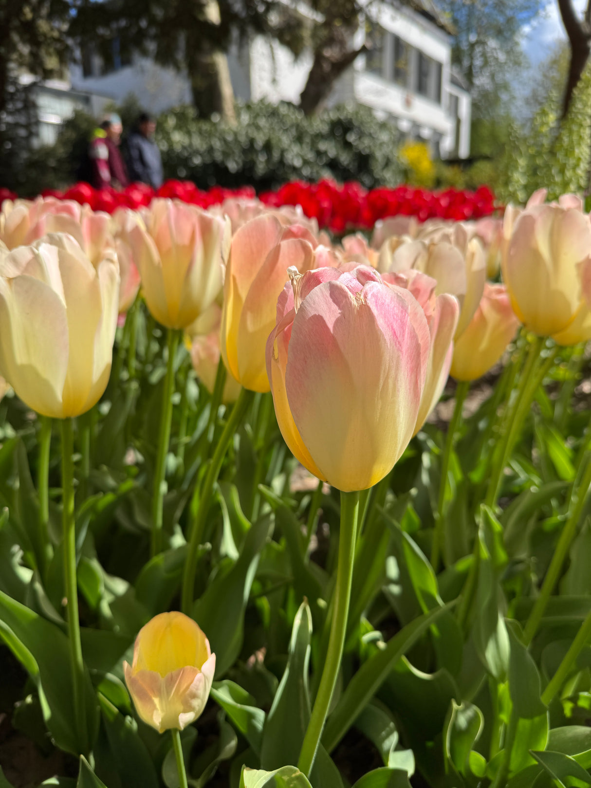 Tulip Jade Maiden