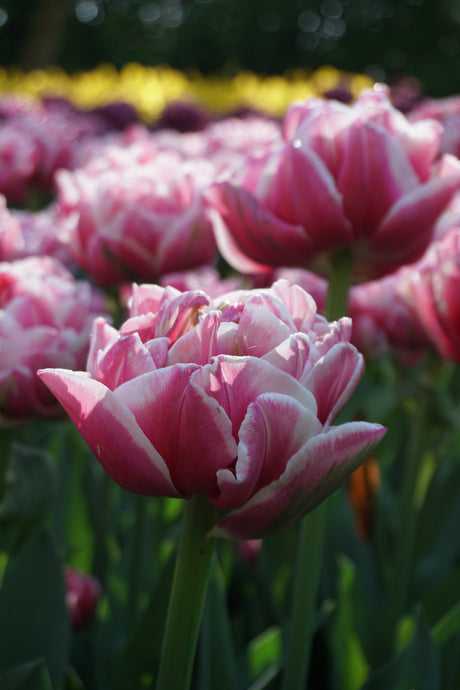 Tulip Let's Dance