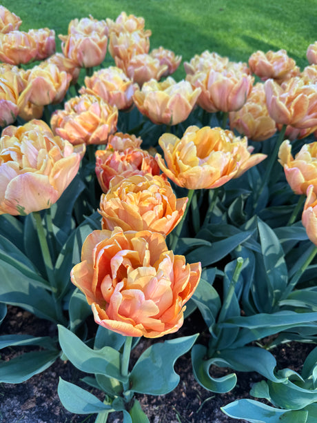 Tulip Lorenzo