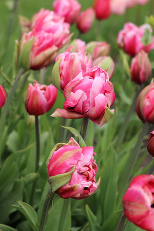 Tulip Love Whisper