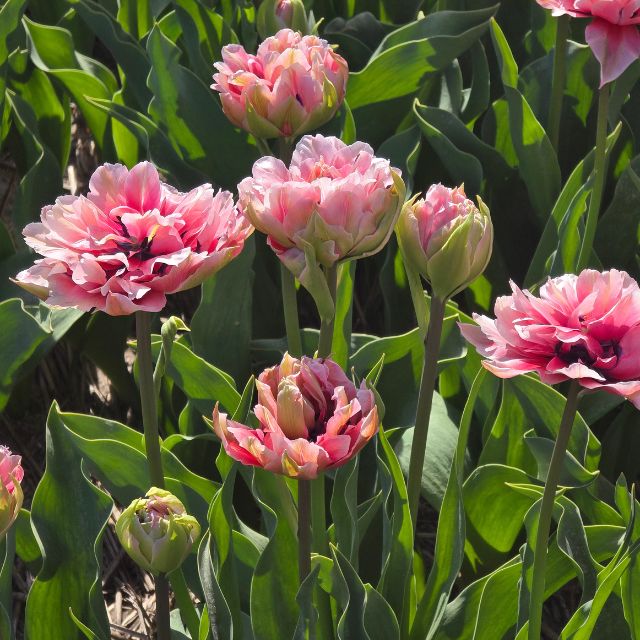 Tulip Love Whisper