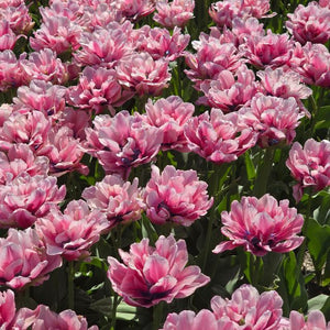 Tulip Love Whisper