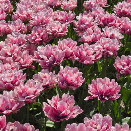Tulip Love Whisper
