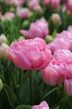 Tulip Mariage