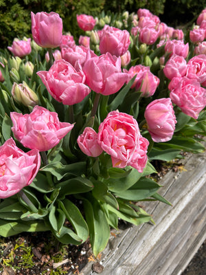 Tulip Mariage