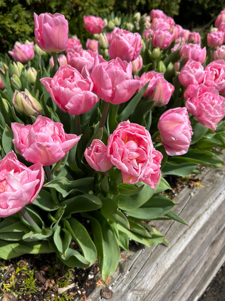 Tulip Mariage
