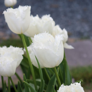 Fringed Tulips