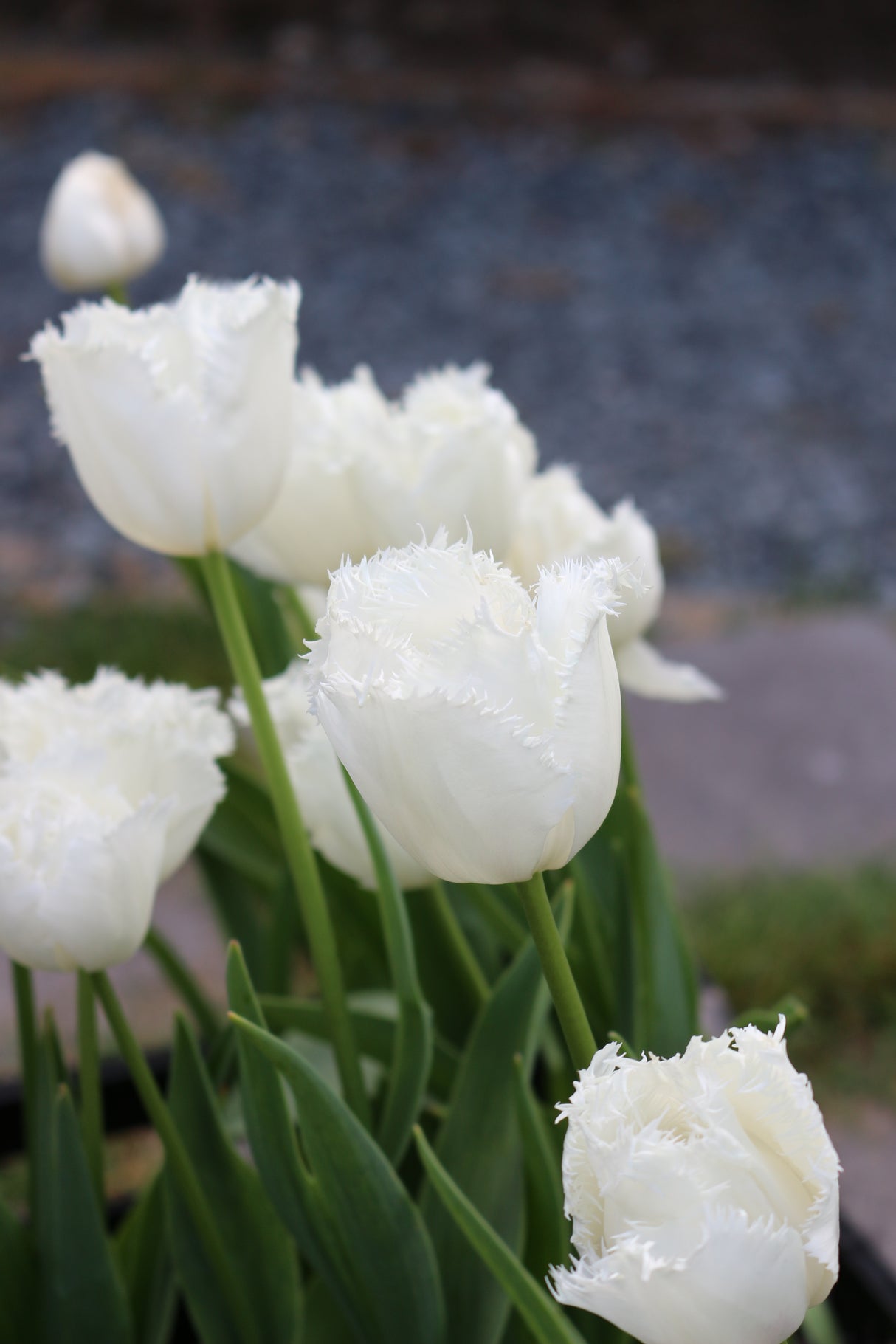 Tulip North Pole