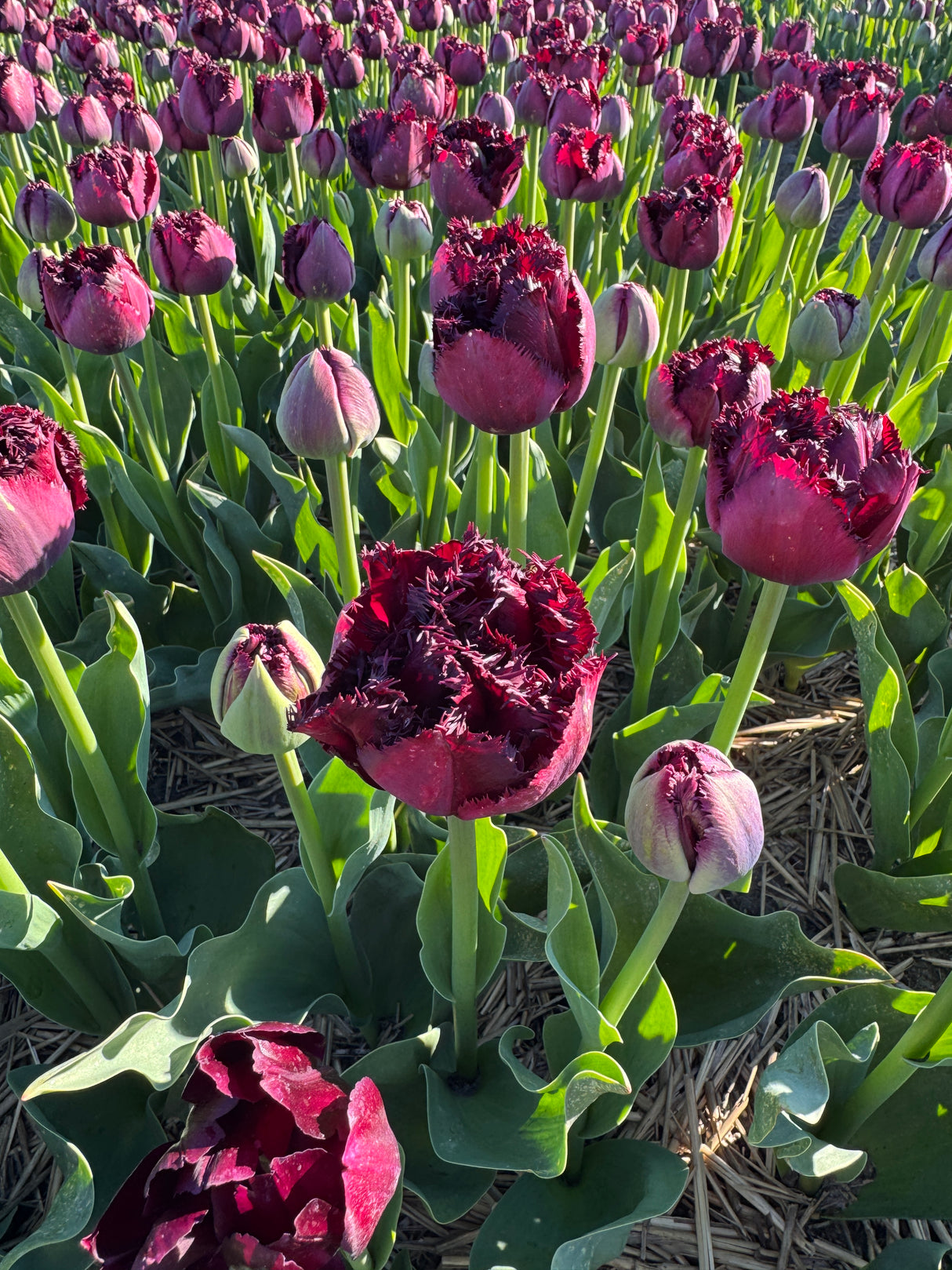 Tulip Paint It Black