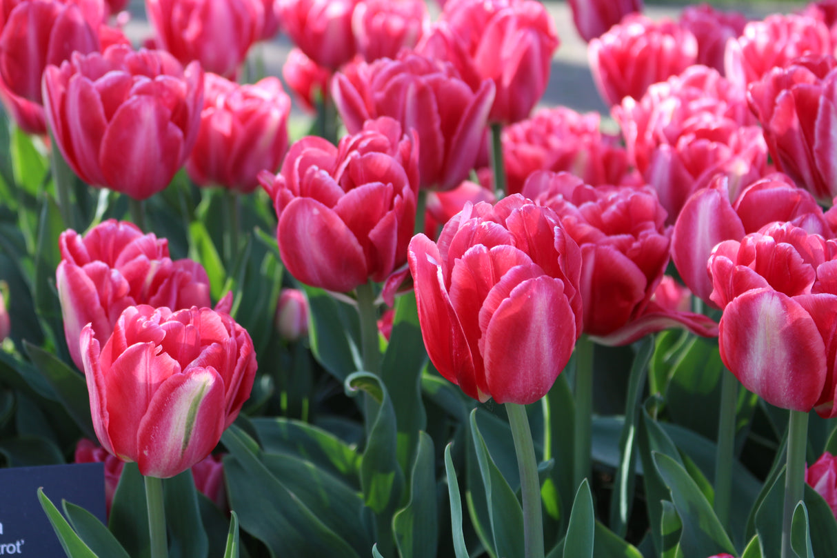 Tulip Pink Foxtrot