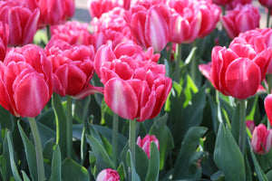 Tulip Pink Foxtrot