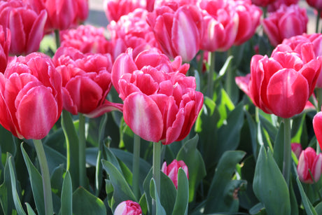 Tulip Pink Foxtrot