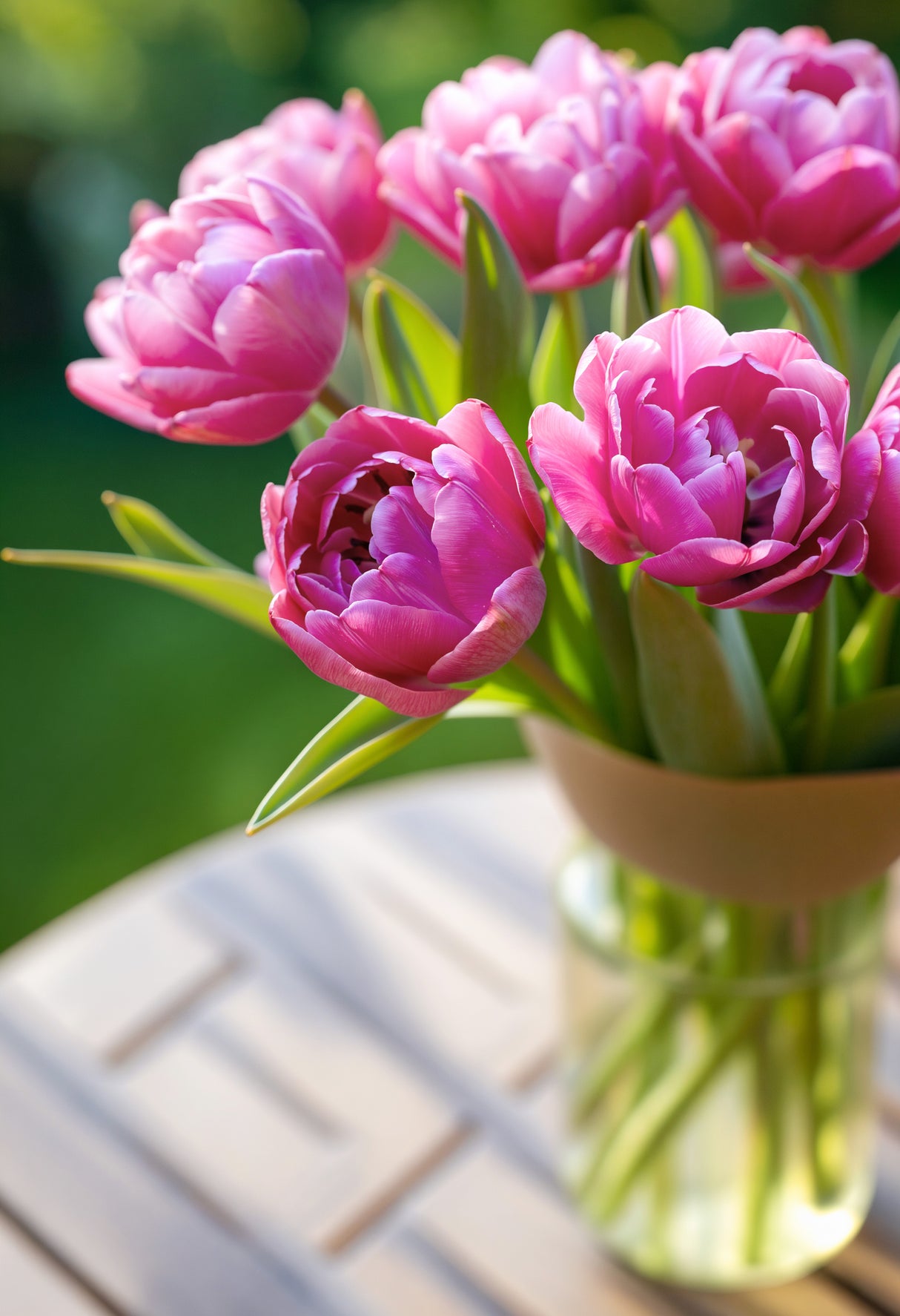 Tulip Pink Size