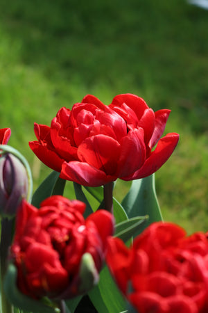 Tulip Red Princess
