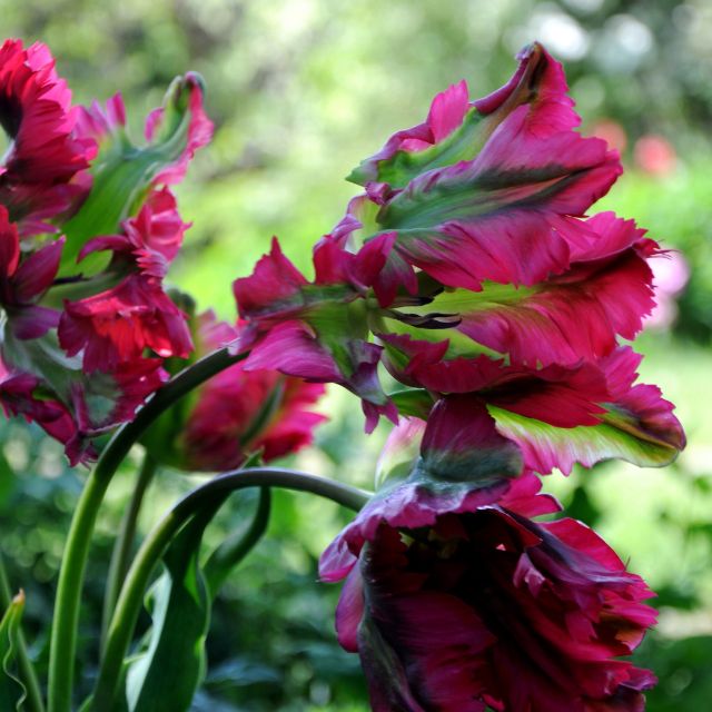 Tulip Red Wave