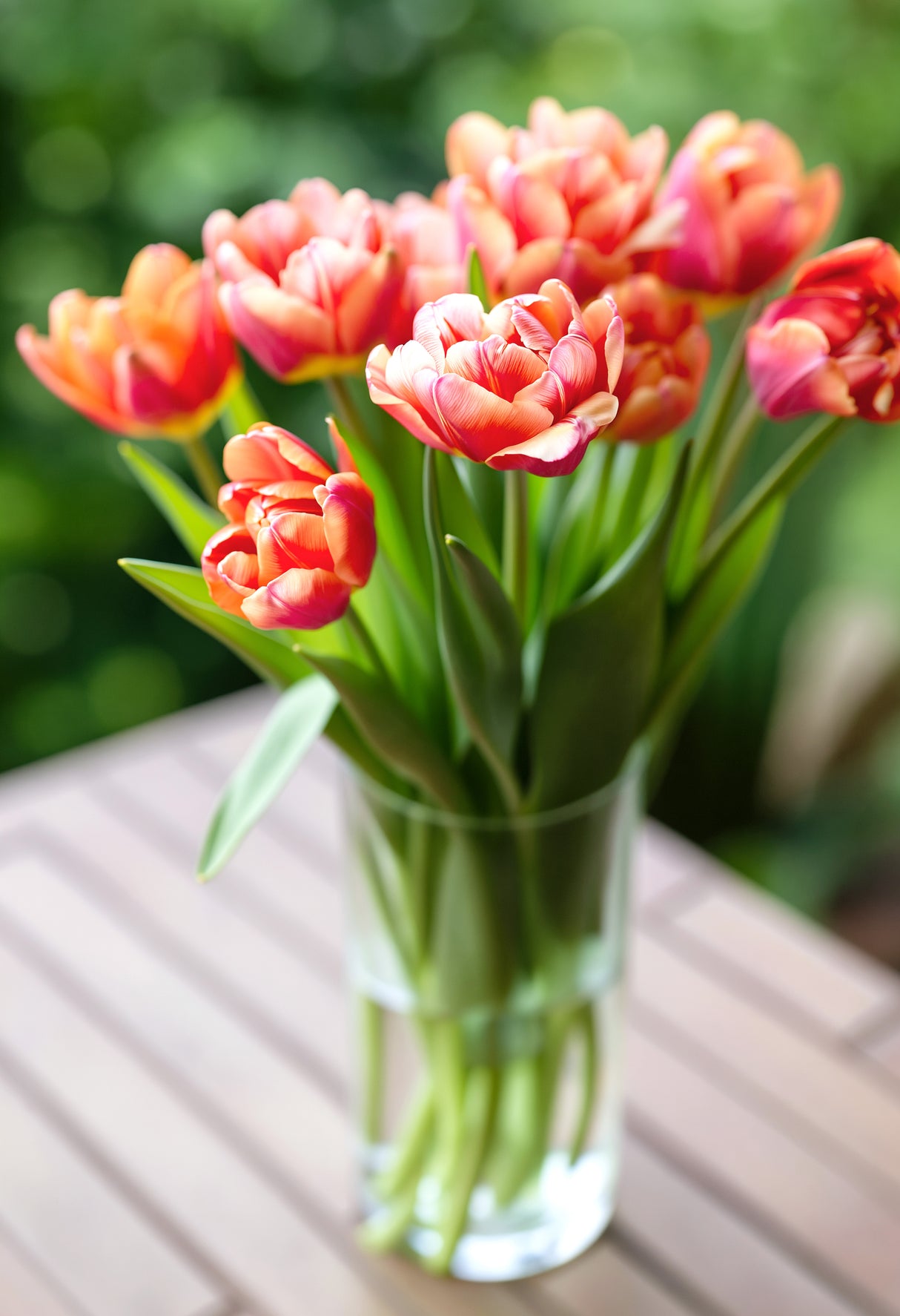 Tulip Verona Sunrise