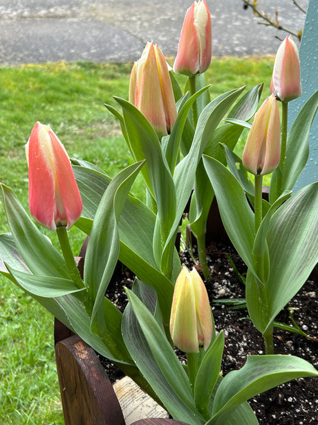 Tulip Serano