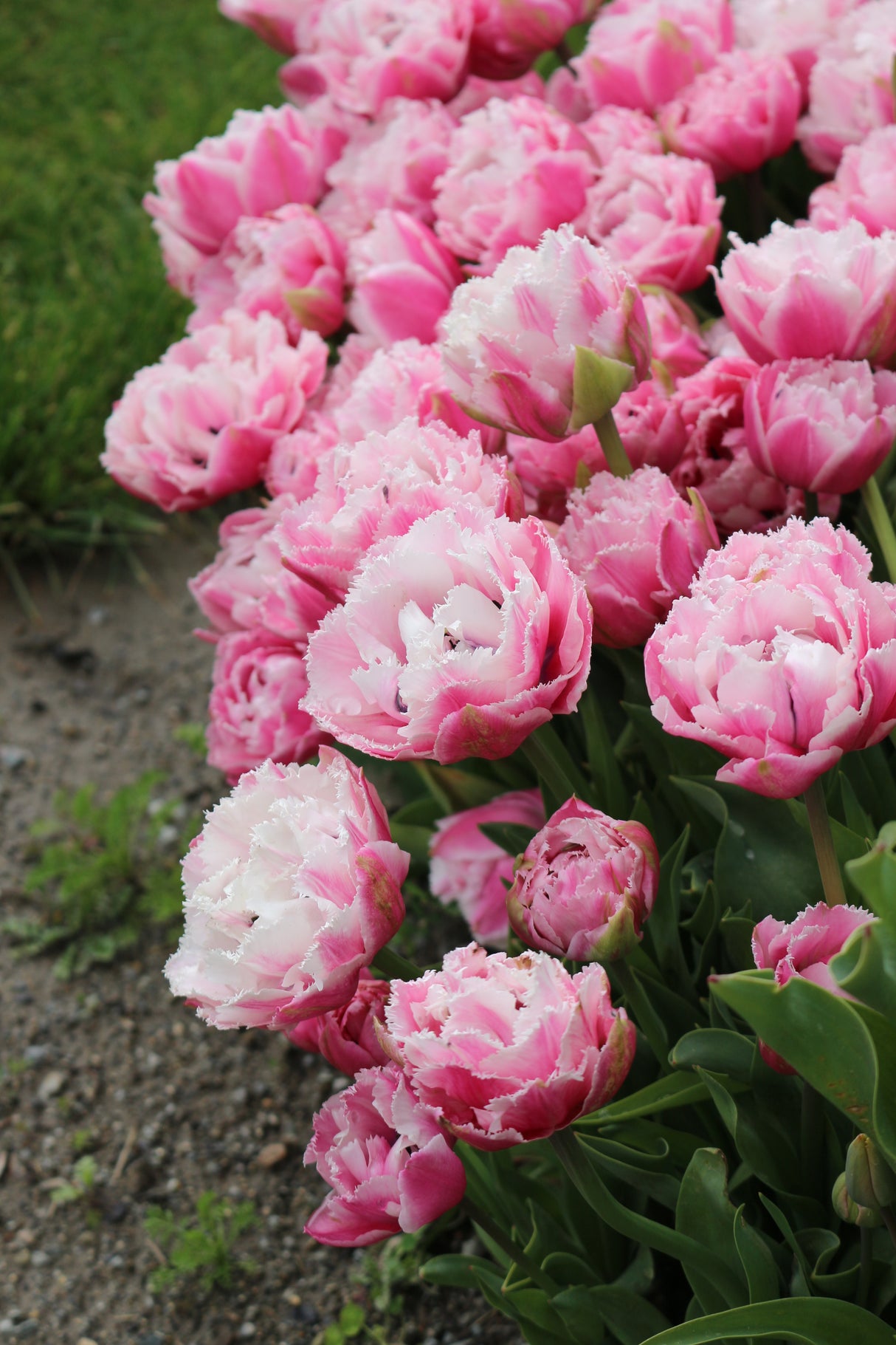 Tulip Sugar Crystal