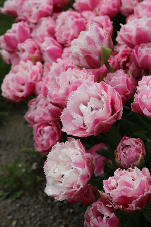 Tulip Sugar Crystal
