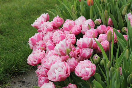 Tulip Sugar Crystal