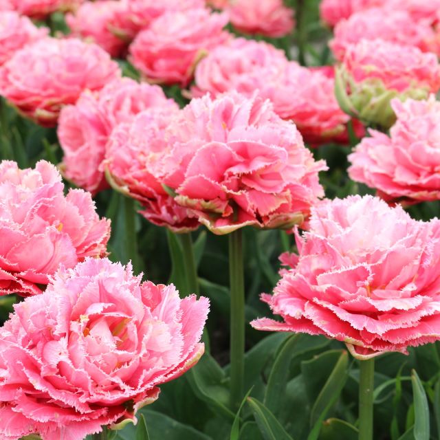 Tulip Sugar Crystal