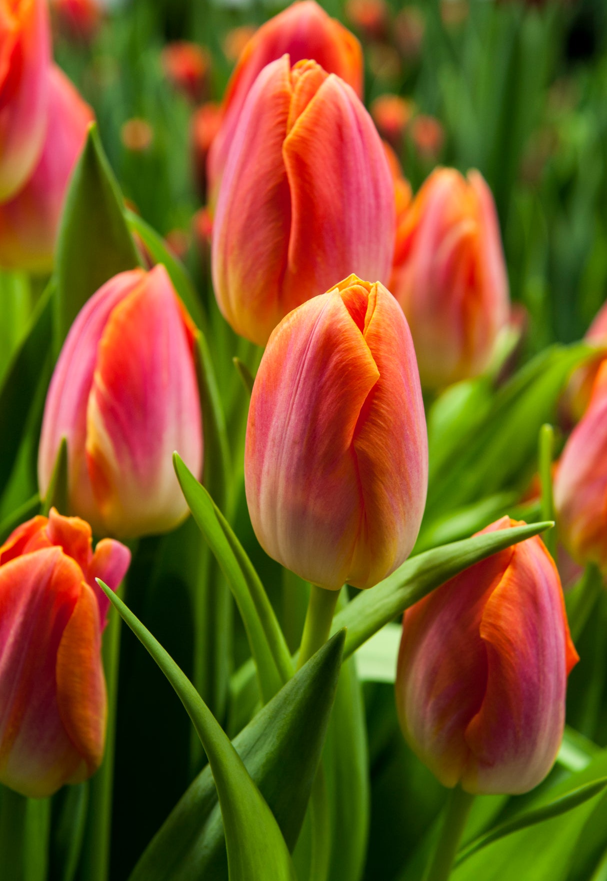 Tulip Sunrise Dynasty