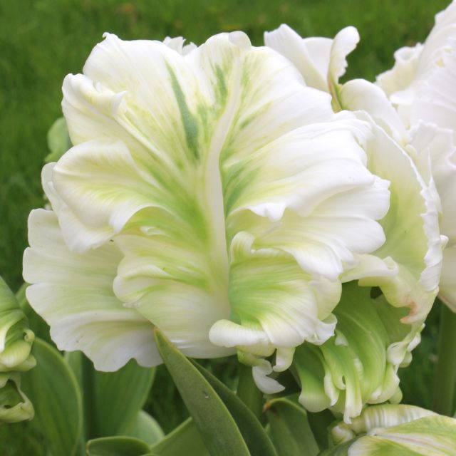 Tulip Super Parrot