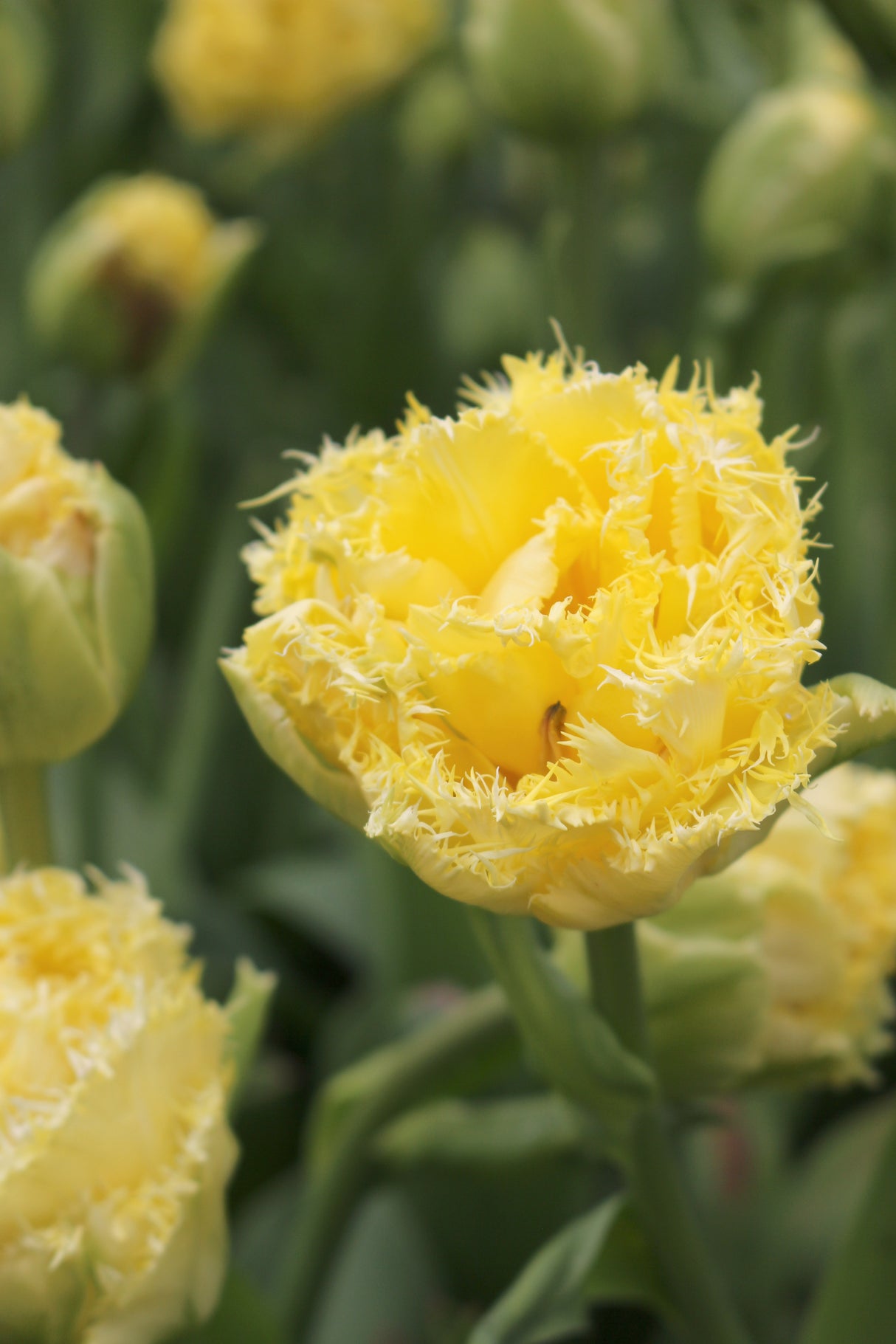 Tulip Vanilla Dance
