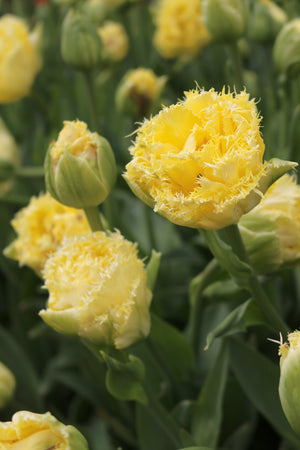 Tulip Vanilla Dance