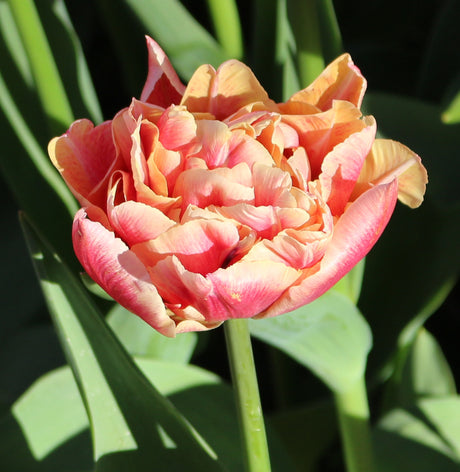 Tulip Verona Sunrise