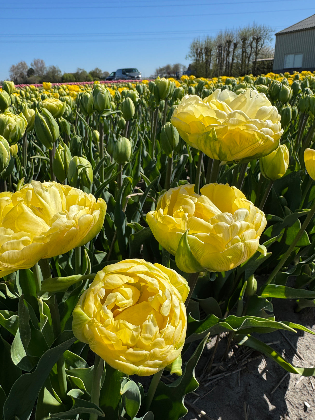 Tulip Wedding Dream