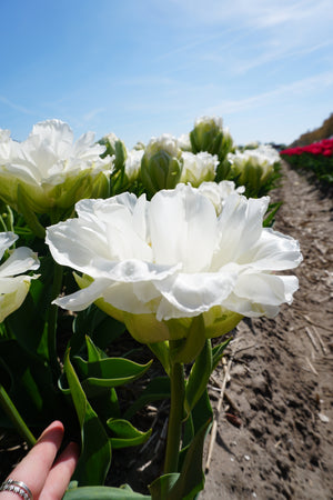 Tulip Whipped Cream
