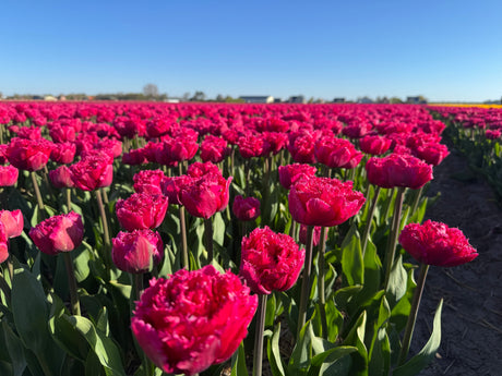 Tulip Wind of Change