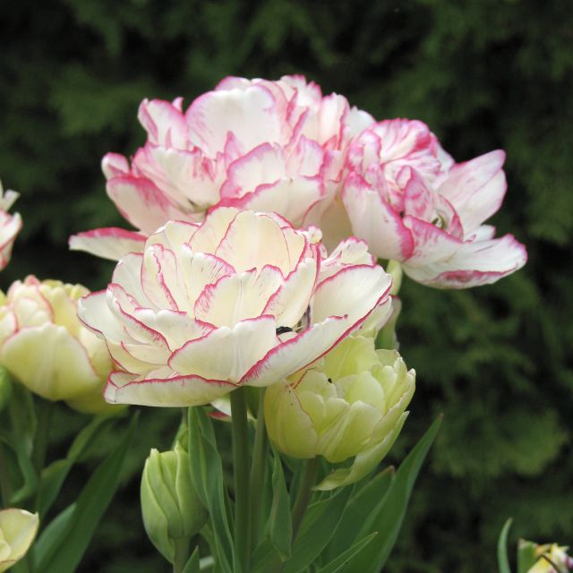Tulip Belicia