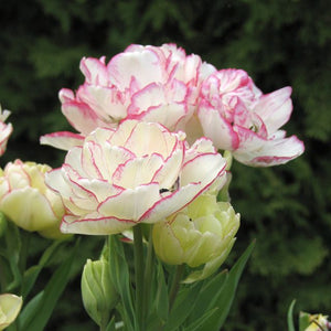 Tulip Belicia
