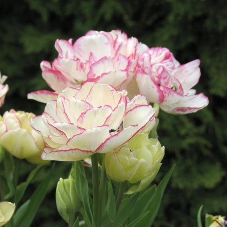 Tulip Belicia