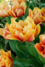 Tulip Callahan