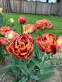Tulip Chocolate Brown