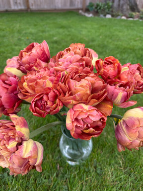Tulip Chocolate Brown