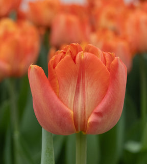 Tulip Lorenzo