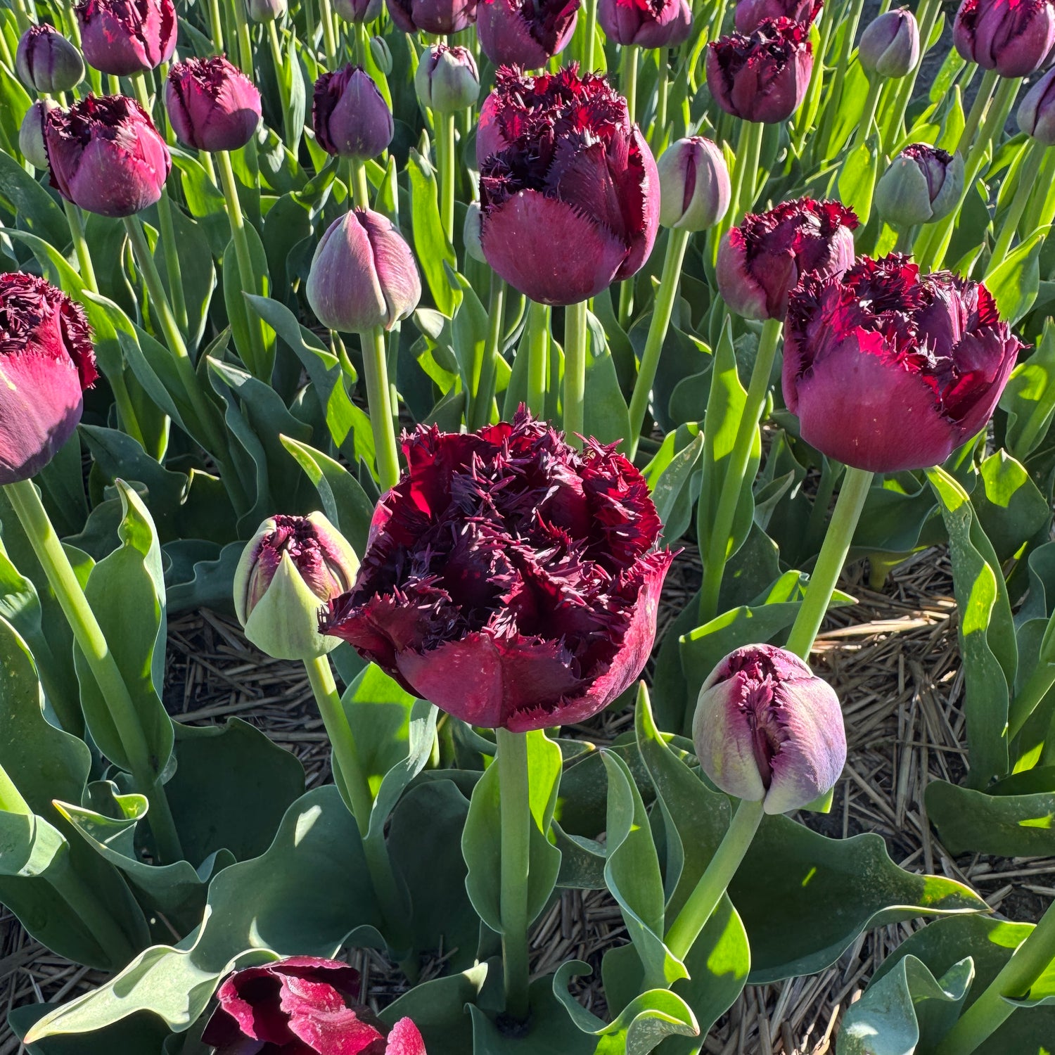 Tulip Paint It Black