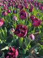 Tulip Paint It Black