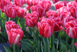 Tulip Pink Foxtrot