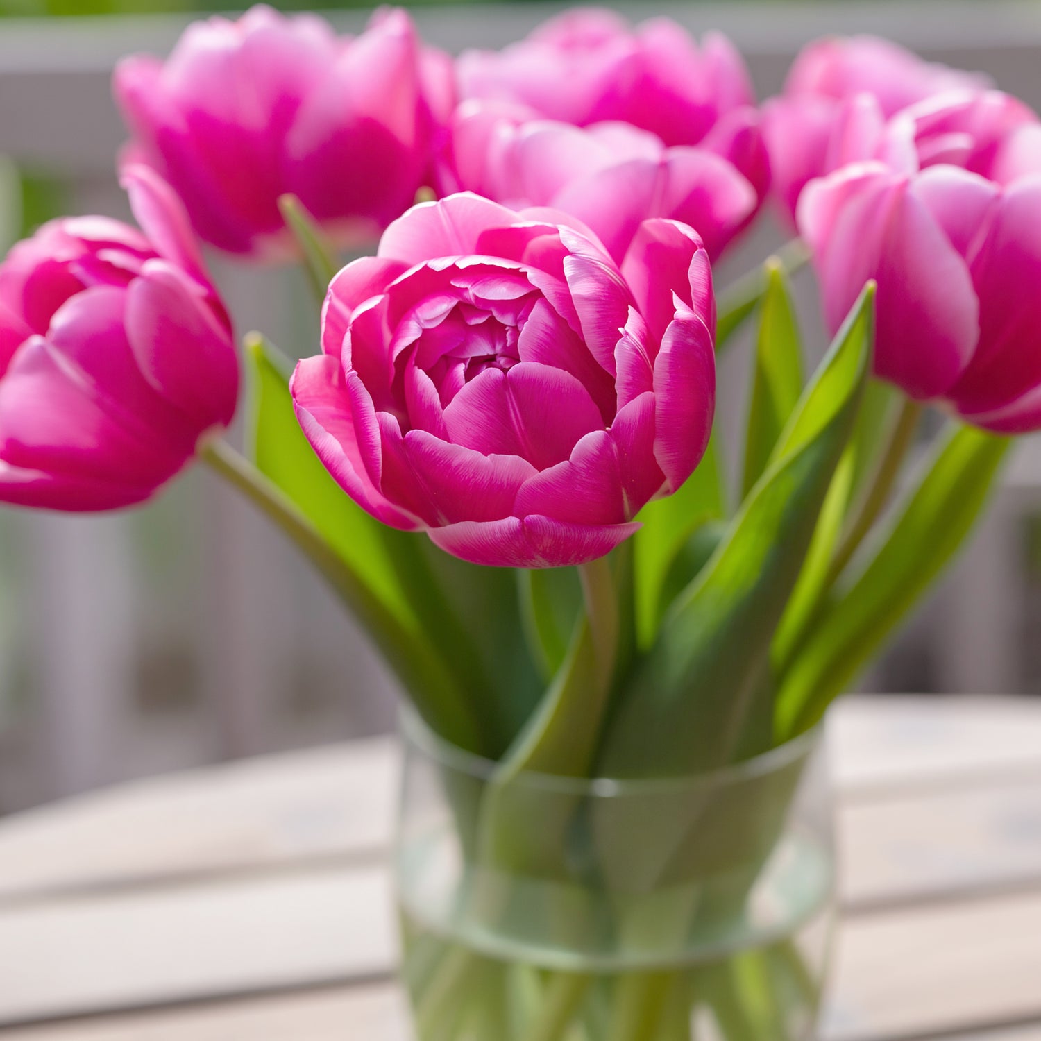 Tulip Pink Size