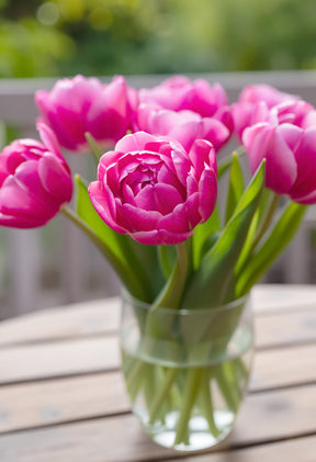Tulip Pink Size