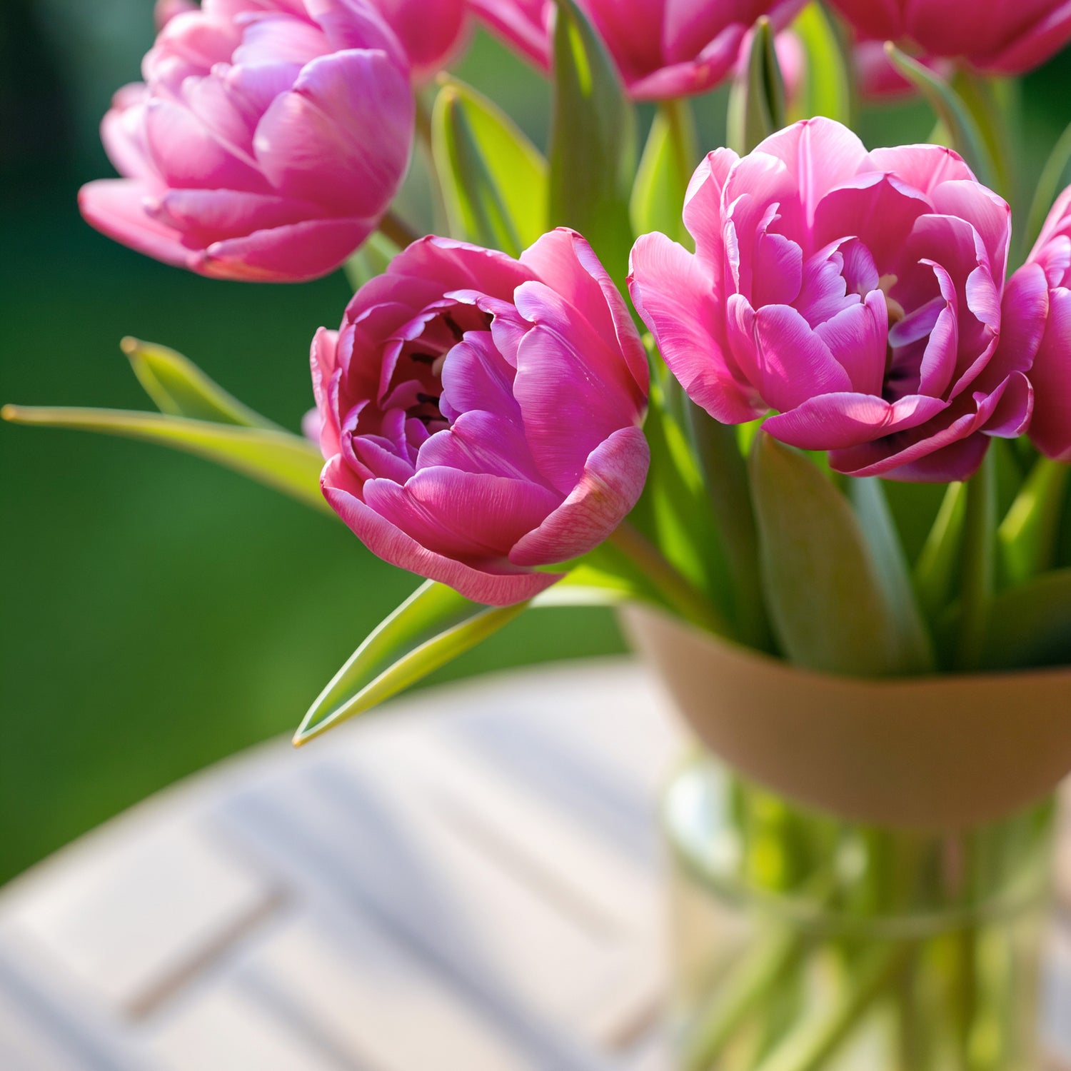 Tulip Pink Size